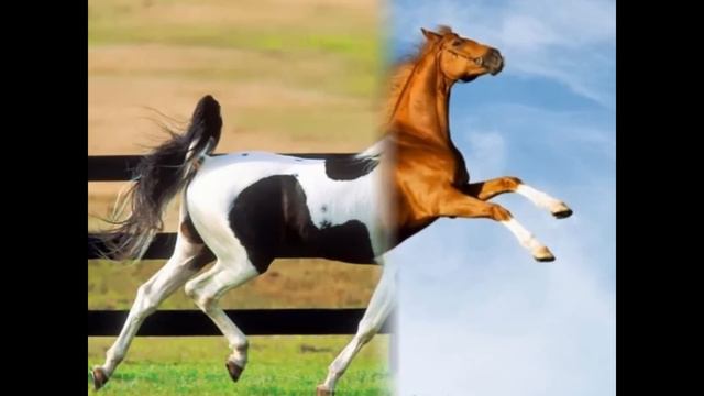 Самые красивые лошади! смотреть онлайн