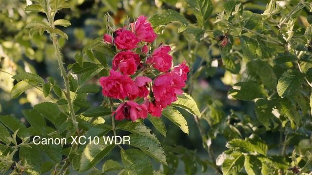 Canon Camera Comparison - C100, XC10 and 6D Mark II смотреть онлайн