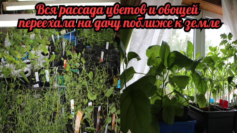 Вся рассада многолетних цветов и овощей переехала загород на дачу. Показываю ВСE!.mp4 смотреть онлайн