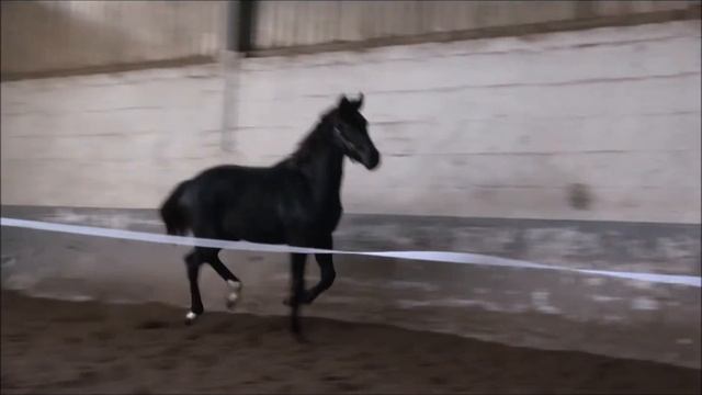 Diamond Perl - Hengstfohlen von Don Romance x Millennium смотреть онлайн