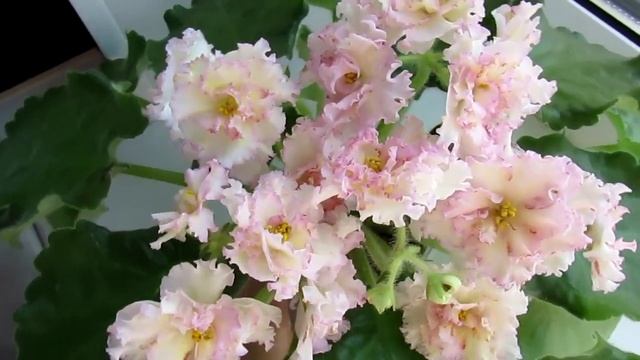 ЛЮБИМЫЕ ЖЕЛТЫЕ ФИАЛКИ!! смотреть онлайн