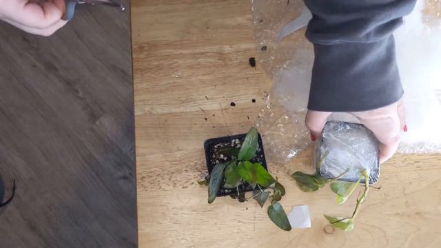 A Cold Botanicaz Unboxing with a Happy Ending | Etsy Plant Shout Out смотреть онлайн