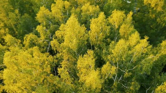 Осенний лес с высоты птичьего полета | Футажи красивая природа [FullHD] смотреть онлайн