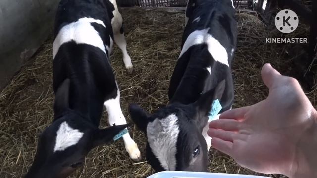 ? ХРЯК (Пьетрен-Макстер) ‼️такого не выдержал‼️ВЕС ПОРОСЁНКА В 35 ДНЕЙ‼️ смотреть онлайн