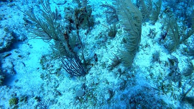Full dive at Tunnel Wall dive site, New Providence, Bahamas, on 19 Apr 2021 with Stuart Cove's смотреть онлайн