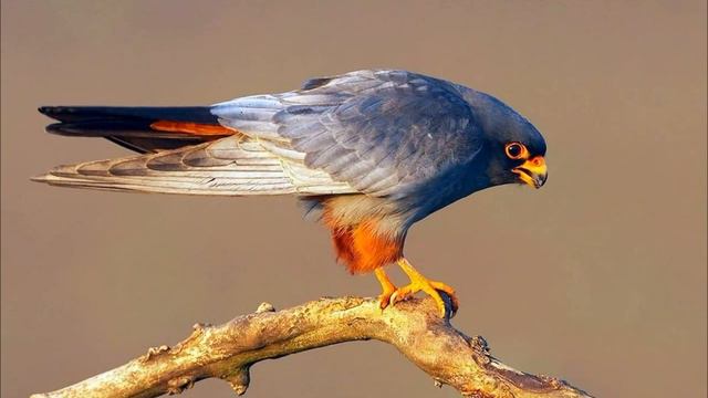 Пернатый символ года.Библиотека-филиал №7 смотреть онлайн