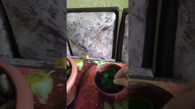 Размножение замиакулькуса "Доллоровое дерево" смотреть онлайн