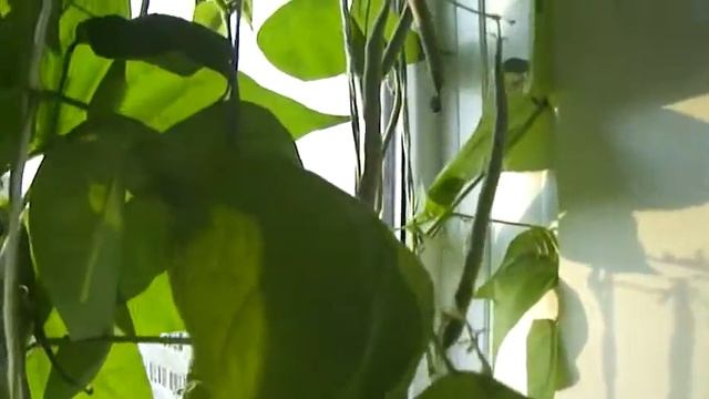 Стручковая фасоль на лоджии смотреть онлайн