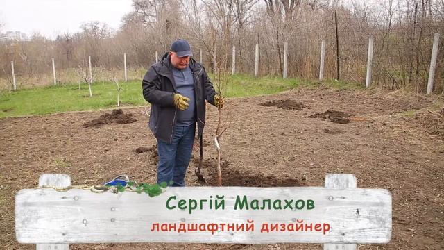 Использование препарата Radifarm при высадке плодовых деревьев! смотреть онлайн