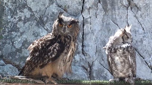 Silly Owls смотреть онлайн