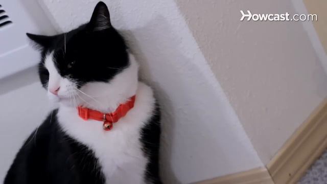 How to Avoid Cat Bites смотреть онлайн