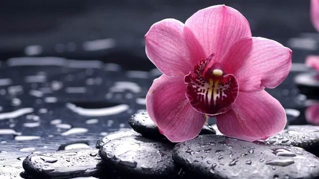 Звуки природы, шум воды, пение птиц. Целительная музыка. смотреть онлайн