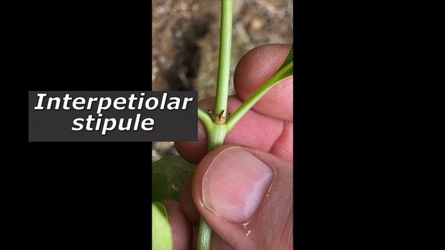 HOW TO... identify Coprosma plants смотреть онлайн
