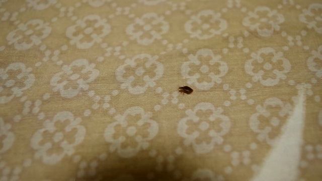 Клоп постельный бегает по постели / Cimex lectularius is running смотреть онлайн