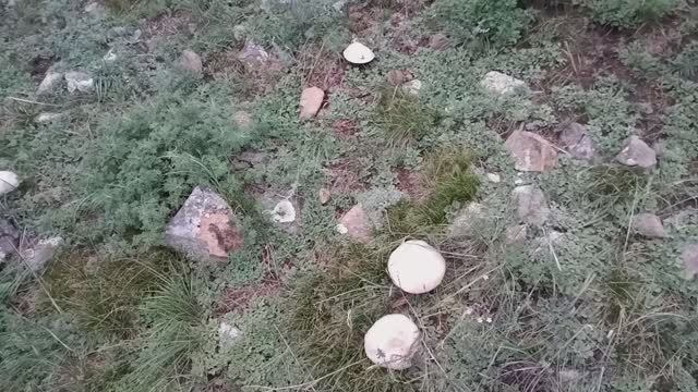 Целая поляна шампиньонов