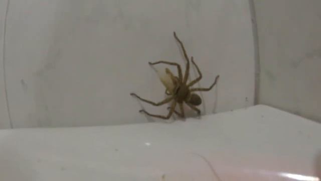 Паучок по имени Наташа кушает! смотреть онлайн