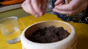 как посадить подсолнух// how to grow