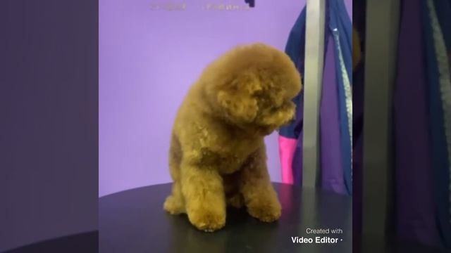 Груминг мальтипу в студии груминга WOW