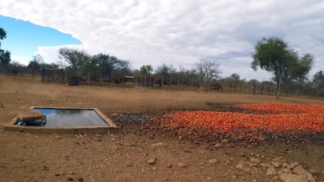 Baboon Hunt - Eland Safaris