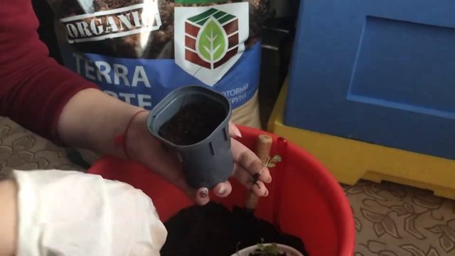 Гравилат рассада 2020, пересадка. смотреть онлайн