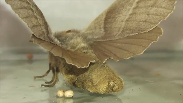 ИНСЕКТАРИЙ: 14. Коконопряд Малинный (Macrothylacia rubi) смотреть онлайн