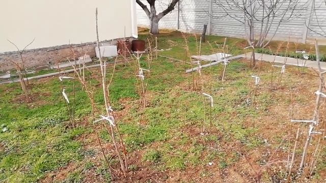 штамбовая малина зимой на даче смотреть онлайн