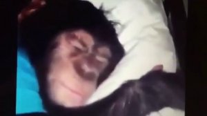 Обезьяна спит дома