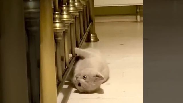 Тиффани 2,5 месяца. Свободна смотреть онлайн