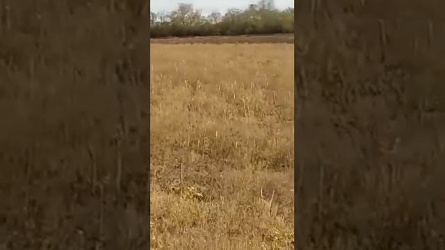 Охота на волка 2020. Волки гоняют зайца и не боятся комбайна смотреть онлайн