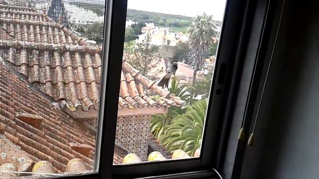 Птичка стучит в окно смотреть онлайн