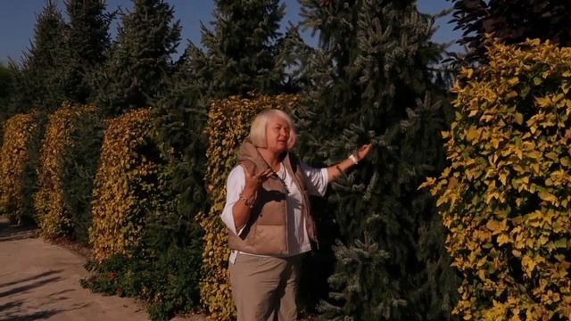Осенние работы в садах. Сентябрь 2023 год.