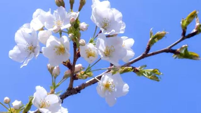 Стихи для Души Весна красна смотреть онлайн