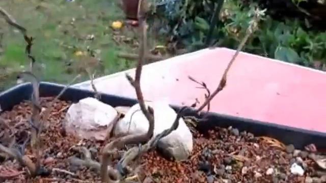 Hornbeam Raft style bonsai Dec 2015 (Carpinus Betulus) смотреть онлайн