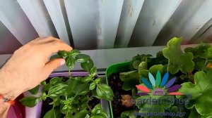 Как правильно обрезать базилик в горшке