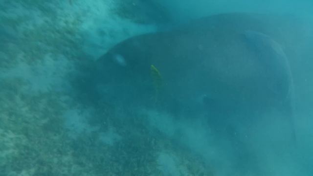 Дюгонь (морская корова ) смотреть онлайн