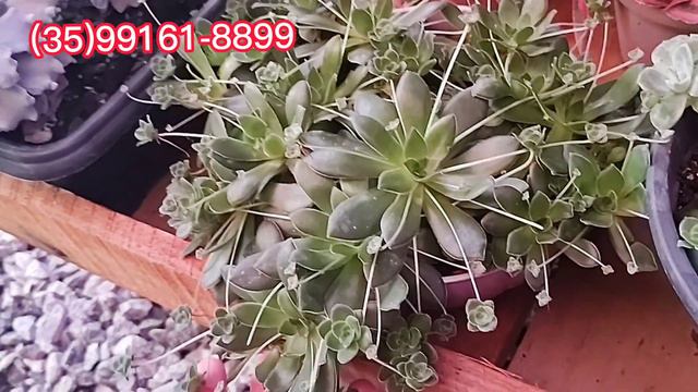 Top 10 Suculentas da semana + identificação perfeitas para começar a coleção#dicasdecultivo parte смотреть онлайн