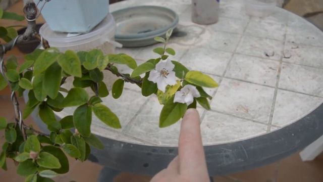 Цветение бонсай. Бонсай из хеномелеса. Формирование бонсай в Ханкенгай и Кенгай смотреть онлайн