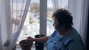 ОГУРЦЫ ДОМА. КАК ВЫРАСТИТЬ ОГУРЦЫ ЗИМОЙ НА ПОДОКОННИКЕ. МОИ СЕКРЕТЫ ВЫРАЩИВАНИЯ. ОВОЩИ КРУГЛЫЙ ГОД.