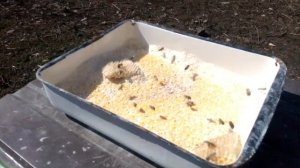 Белковая подкормка пчёл соевой мукой,