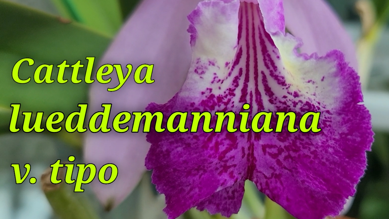 Cattleya Lueddemanniana домашнее цветение.