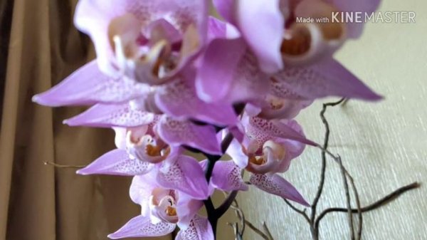 #Phal.Beaumont #ФаленопсисБьюмонт #пелор