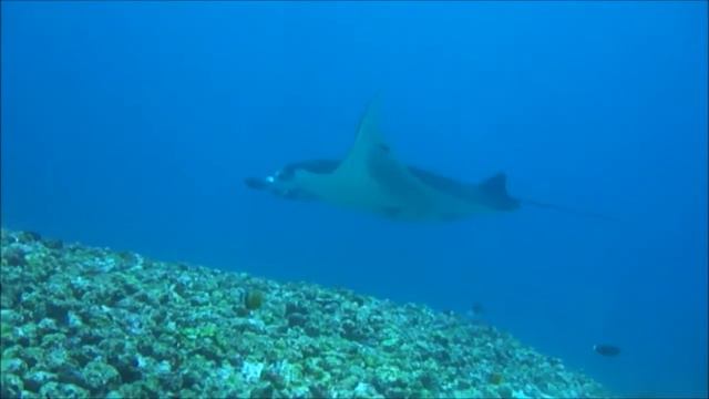 Manta Point, Komodo, Indonesia