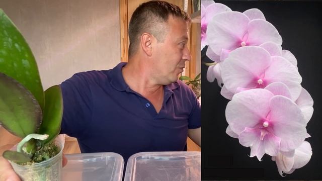 новые ОРХИДЕИ из посылки ОБЗОР НЕЖНЯТИНЫ смотреть онлайн