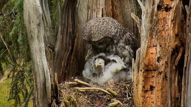 170517 Great Gray Owl - Youngest CAN Swallow a Rodent смотреть онлайн