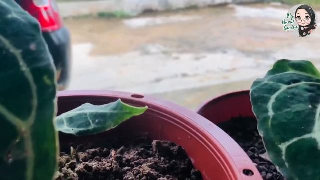 CRYSTAL ANTHURIUM смотреть онлайн