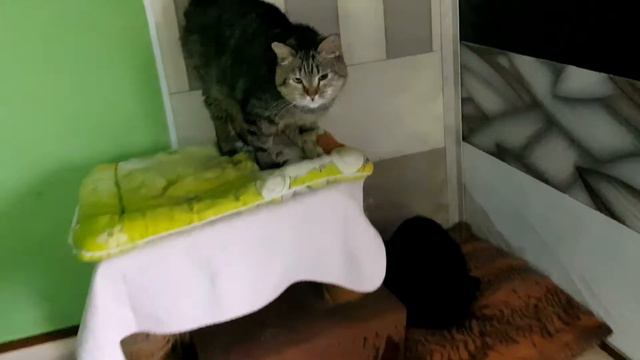 Служение в приюте для животных смотреть онлайн