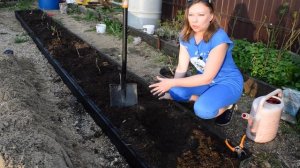 Посадка малины: секреты огромного урожая! Малина: грамотная посадка!