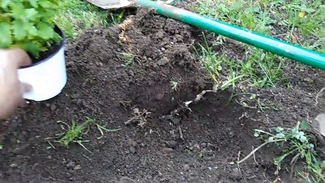 VERBENA come coltivarla, concimarla, annaffiarla e le malattie смотреть онлайн