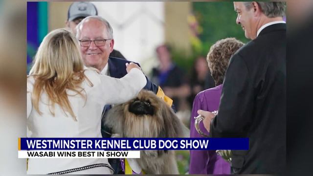 Wasabi the Pekingese wins Westminster dog show смотреть онлайн