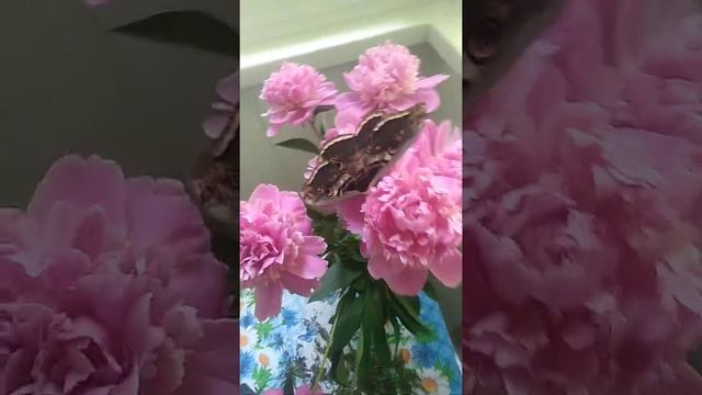 БАБОЧКА ПАВЛИНИЙ ГЛАЗ(3) смотреть онлайн